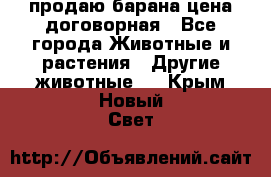 продаю барана цена договорная - Все города Животные и растения » Другие животные   . Крым,Новый Свет